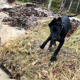 Great Dane Puppies from Black Tie Danes