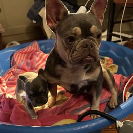 Lady Diana - French Bulldog