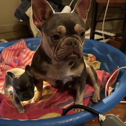 Lady Diana - French Bulldog