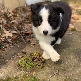 Border Collie Puppies from Beloved Border Collies