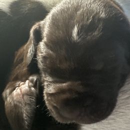 German Shorthaired Pointers from GSP Pup