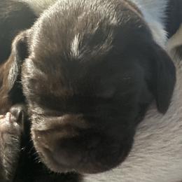 German Shorthaired Pointers from GSP Pup