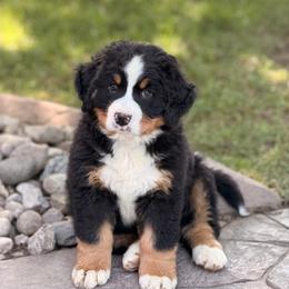 Bellamy - Tri-color male Bernese Mountain Dog puppy in New Haven, Indiana from Maumee Berners