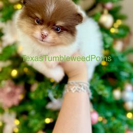 Pomeranian Puppies from Texas Tumbleweed Poms