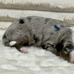 Liberty - Merle male Bernedoodle puppy in Janesville, Wisconsin from Zakadoodles