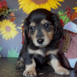 MINNIE - Black and cream female Dachshund puppy in Floresville, Texas from Muddy River Dachshunds