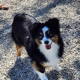 Joy - Toy Australian Shepherd
