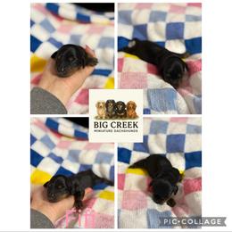 Fifi - Black and tan female Dachshund puppy in Durant, Oklahoma from Big Creek Mini Dachshund