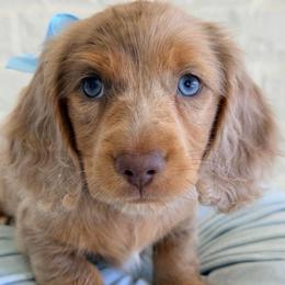 Roman - Dapple male Dachshund puppy in Auburn, Alabama from Blue Bow Kennels