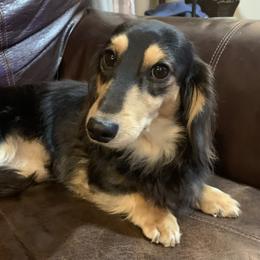 Ranger - Dachshund