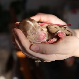 Jacob - male Australian Mountain Doodle puppy in Redding, California from Farmstead Doodles