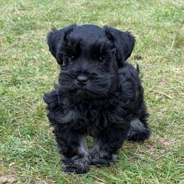 Carter (solid black) - Black male Miniature Schnauzer puppy in Tacoma, Washington from AKC Nordwest Schnauzers