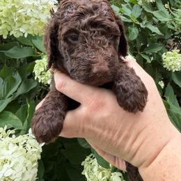 Thomas Jefferson - Brown male Poodle puppy in Fairfield, North Carolina from Leaning T Ranch