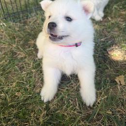 Addy - White female American Eskimo Dog puppy in Placerville, California from White Gypsy Ranch