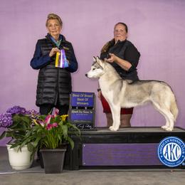 Siberian Husky All Grown Up from Twilights Kennel