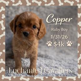 Copper (Blue) - Ruby male Cavalier King Charles Spaniel puppy in Auburn, Washington from Enchanted Cavaliers