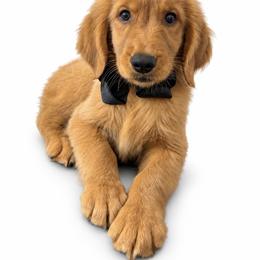 Aston - Dark golden male Golden Retriever puppy in Chicago, Illinois from Urbane Retrievers