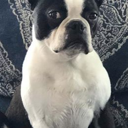 Boston Terriers and Companion Crosses from Boston Terriers of Boston
