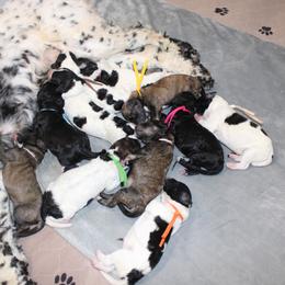 Cockapoo puppies from Lavender poodles & doodles