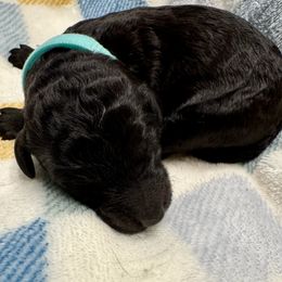 Ruth - Black female Poodle puppy in Gallatin, Tennessee from BRosie 9  Standard Poodles