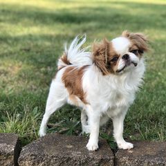 Miki - Japanese Chin
