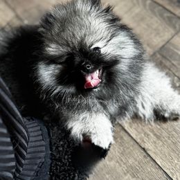 Enzo - Pomeranian
