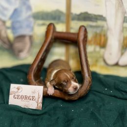 George Strait - Red white and sable male Rat Terrier puppy in Cushing, Oklahoma from Northwoods Rat Terriers