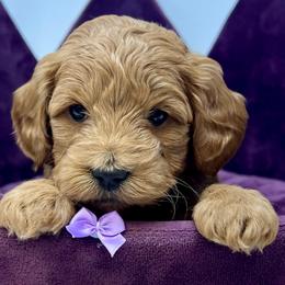 Purple Female - Apricot female Goldendoodle puppy in Great Falls, Montana from Montana Goldendoodles