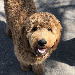 Max - Goldendoodle