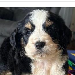 Zeus - Tri-color male Bernedoodle puppy in Arabi, Georgia from Huckadoodle Farm