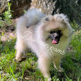 Pomeranians from Duncan Poms