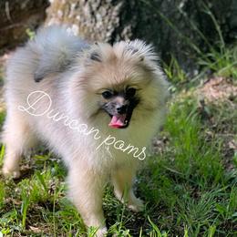 Pomeranians from Duncan Poms