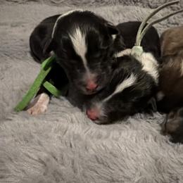 Shetland Sheepdogs from Rollinghills Breeders
