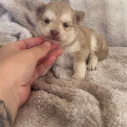 Freckles - Merle female Pomsky puppy in Orange County, California from Pomsky Playpen