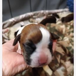 Boxer puppies from Northwest Florida Boxers