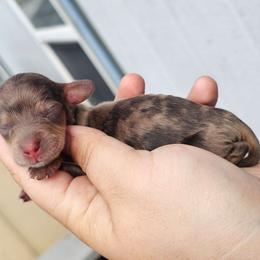 Truffle - Chocolate and tan female Dachshund puppy in Pasco, Washington from G & G Kennel
