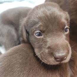 4th Available - Chocolate male Labrador Retriever puppy in Eugene, Oregon from Humphrey Retrievers