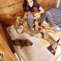 Rhodesian Ridgeback Puppies from Lyonnese Rhodesian Ridgebacks