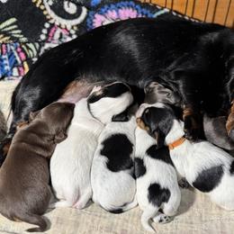 Violet - Dachshund