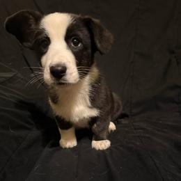 Artemis - Black and white female Cardigan Welsh Corgi puppy in Madera Acres, California from All Star Corgis