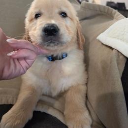 Boy 3 - Golden male Golden Retriever puppy in Greenbrier, Tennessee from Glambleberry Goldens