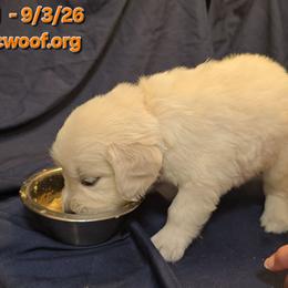 Orange Girl - Light golden female Golden Retriever puppy in Peoria, Arizona from Nordic Woof's Golden Retrievers