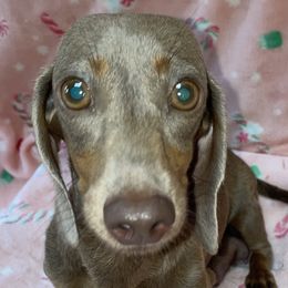 Izzy - Dachshund