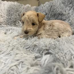 Sierra - Wheaten female Miniature Schnauzer puppy in Slaughterville, Oklahoma from Priscilla's Miniature Schnauzers