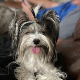 Biewer Terrier and Yorkshire Terrier Puppies from York Town California