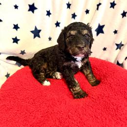 Roberto - male Golden Mountain Doodle puppy in Victoria, Texas from Deidre's Doodles