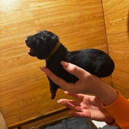 Boy 2 - Black and red male German Shepherd puppy in Snohomish, Washington from Wataha Shepherds