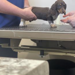 Dachshund Puppies from Little Legs Miniature Dachshunds