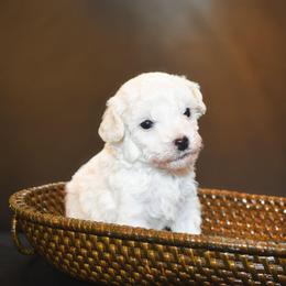 Romeo - White male Maltipoo puppy in Rainbow City, Alabama from Southland Farm Kennels
