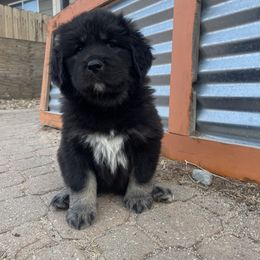 Girl 2 - Tibetan Mastiff puppy in Colorado Springs, Colorado from Wanderlust Tibetan Mastiffs